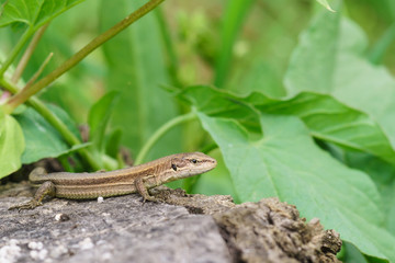 Pontic lizard Darevskia pontica (Rock lizards) sits on an old stump