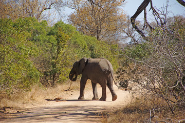 Fototapeta na wymiar African elephant cross the way