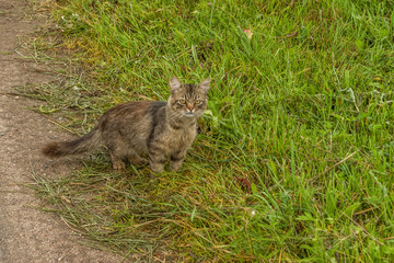 rustic cat in the grass 