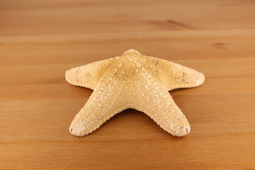 natural dried seastar as an ornament