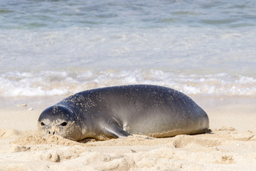 Fototapeta premium Monk Seal on the sand in Oahu Hawaii