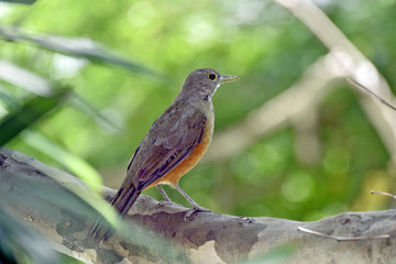 Rufous-bellied thrush, bird symbol of Brazil