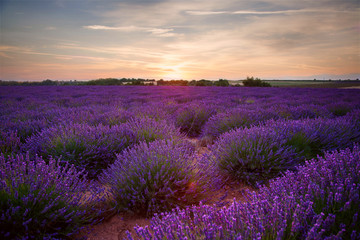 Landscape with lavender field at sunset in Provence