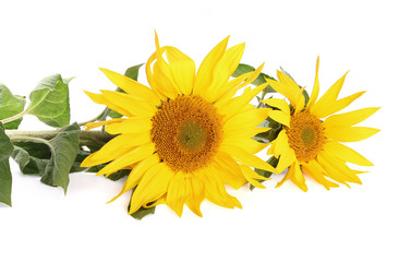 Obraz premium Fleurs de tournesol