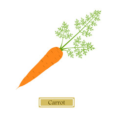 Vector illustration of carrot in flat style 
