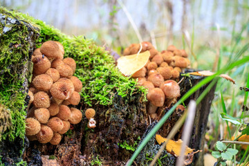 Мох и опята