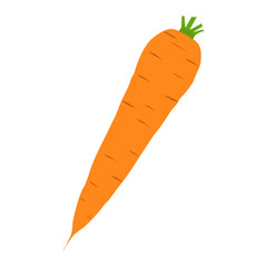 Vector illustration of carrot in flat style 