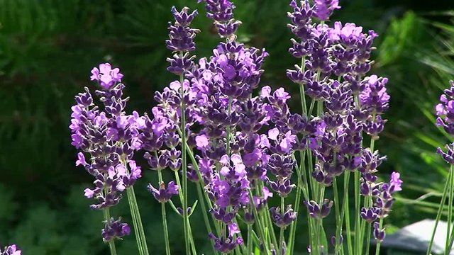 Lavendelbl&uuml;ten bewegen sich im Wind