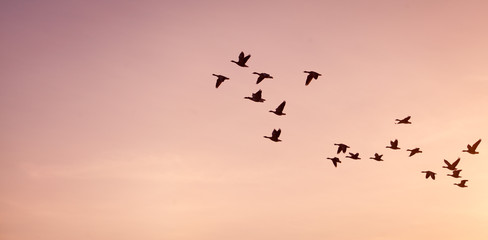 Flock of geese -  on colorful pink, red, violet sunset sky.