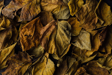 Autumn Leaves