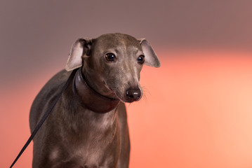 Portrait of a Italian Greyhound  on leash in studio with red light in background