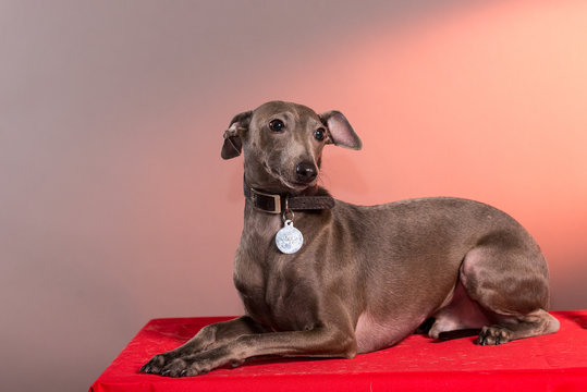 Portrait of a Italian Greyhound on leash standing on top of red table in studio with red light in background