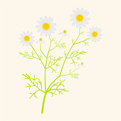 Matricaria chamomilla - vector illustration in flat style 
