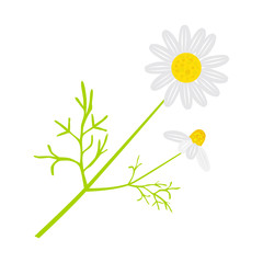Vector chamomile in flat style