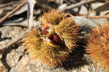 Hedgehogs with chestnuts