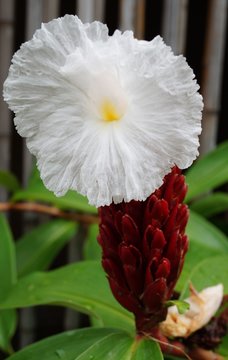 White crepe ginger tropical flower (costus speciosus)