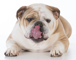 Obraz na płótnie Canvas dog licking lips