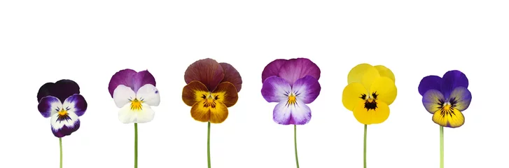 Papier Peint photo Pansies Fleurs de Viola cornuta