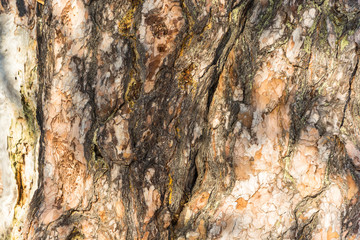 The texture of the trunk of an ancient 500 year old pines.