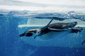 Foto op Plexiglas Penguin diving under water © malykalexa777