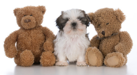 dog sitting between two stuffed bears on white background