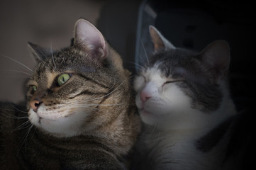 Couple of cats in the shadows coddle: very tender!