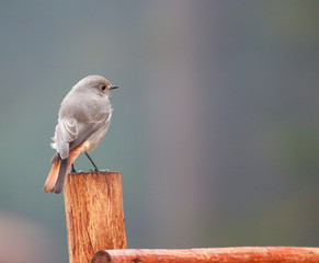 Nightingale on nature background