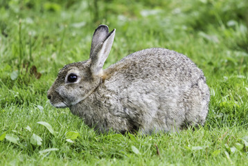 Kaninchen auf Wiese_2016