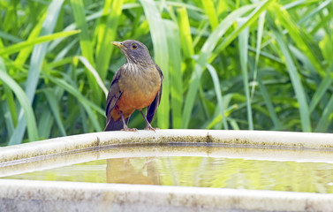 Rufous-bellied thrush, bird symbol of Brazil