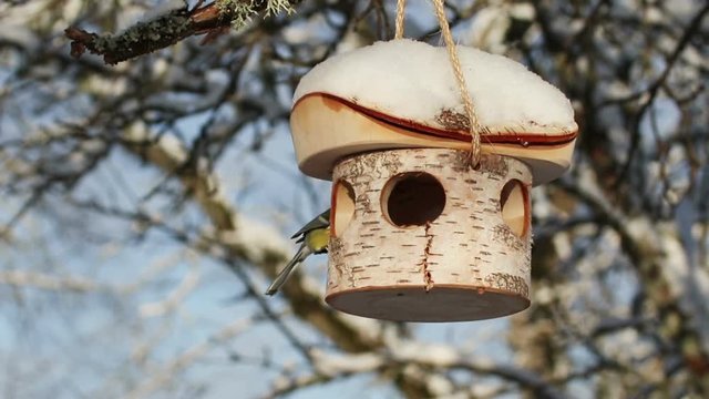 Great Tit (Parus major) and Marsh Tit (Poecile (sin. Parus) palustris) eating from bird feeder. Winter, snow on the branches. Garden wildlife. 