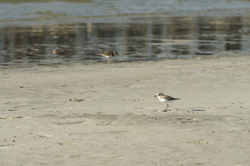 Bird beach Sanderling searching crab in Oman - Calidris alba