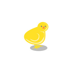 Yellow little chick