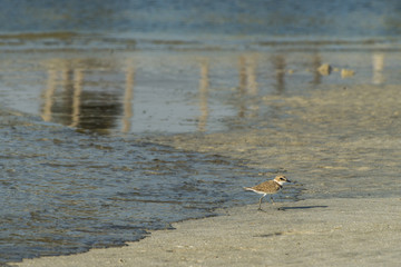 Bird beach Sanderling searching crab in Oman - Calidris alba 3