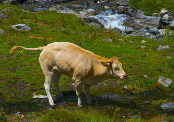 france,hautes pyrénées : ilehou torrent, calf