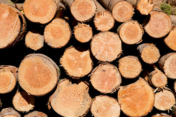 Stack of chopped wooden logs display their ringed faces