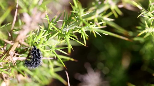Black caterpillar with spikes (Grammia Species) on a Ulex densus wild plant