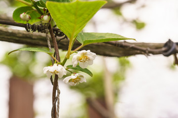 Spring flowering Chinese Magnolia vine (lat. Schisandra chinensis)