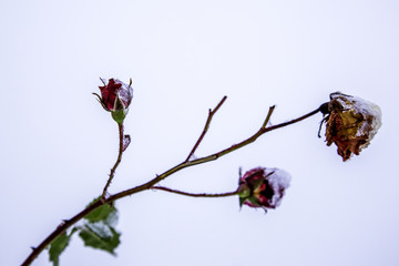Rose im Winter