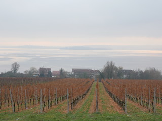 Obraz premium Lake Constance in fog