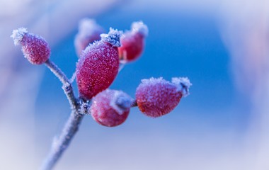 frozen rose hip fruits shrub on blue sky background