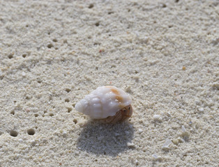 Shell on a white coral sand.