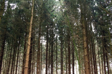 Fototapeta premium Wald bei schlechtem Wette