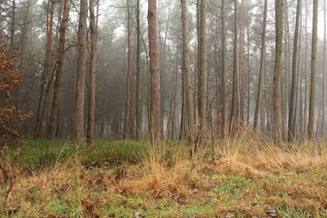 Wald bei schlechtem Wette