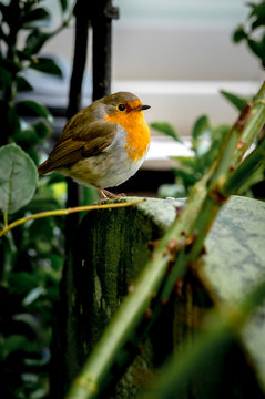 Robin in garden