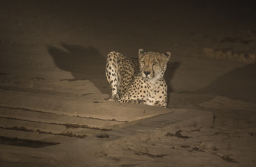 Cheetah, Acinonyx jubatus, at night time sitting down but alert for predators, Kruger National Park, South Africa