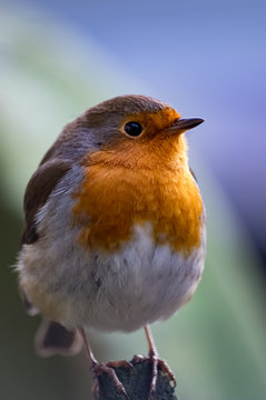 Robin with blurred background