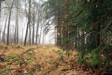 Wald bei schlechtem Wette