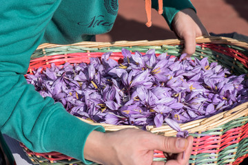 fiori di zafferano
