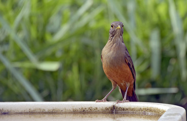 Rufous-bellied thrush, bird symbol of Brazil