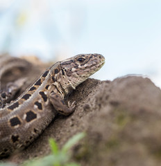 portrait of sand lizard